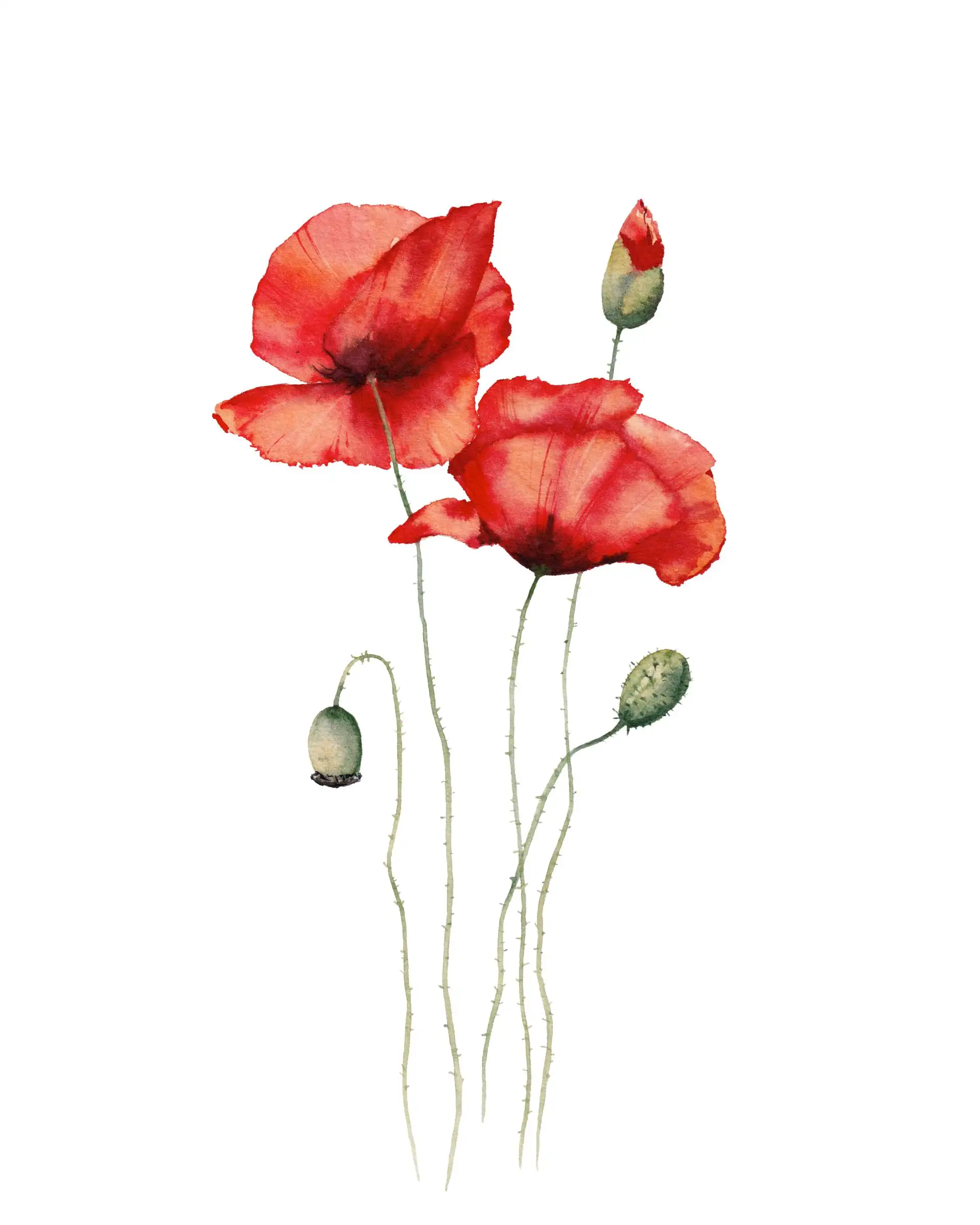 Zimmer Mohnblume